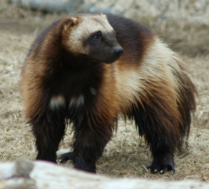 This is a real Wolverine! It does not have an adamantium skeleton.